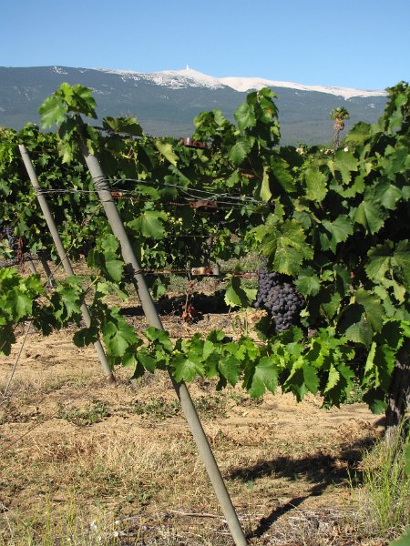 wijnranken en mont ventoux.jpg - Twee van de blikvangers van de regio in één foto. Op de voorgrond de druiven. Velden vol hebben ze die hier. Op de achtergrond de kale piek van de Mont Ventoux. De uitdaging voor de grote hoeveelheid sportieve fietsers die hier jaarlijks komen.